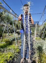 Tillandsia albida