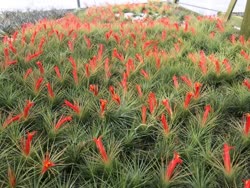 Tillandsia andreana