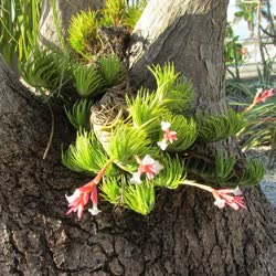 00-0-Copr_2021-Air_Plant_Decort.jpg