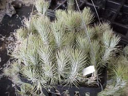 Tillandsia araujei