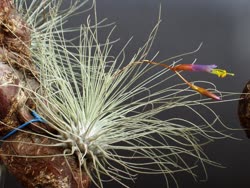 Tillandsia argentea