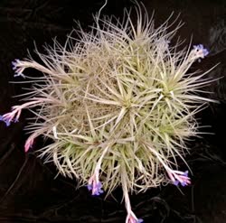 Tillandsia bergeri