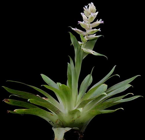 biflora