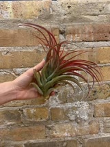 Tillandsia brachycaulos