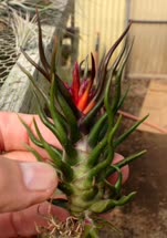 Tillandsia bullosa