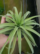 Tillandsia capitata