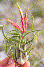 Tillandsia caput-medusae