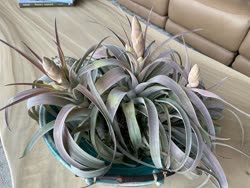 Tillandsia chiapensis