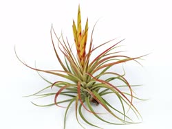 00-0-Copr_2021-Air_Plant_Design_Studiot.jpg