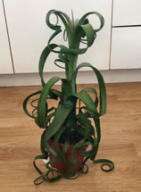 Tillandsia curly_slim