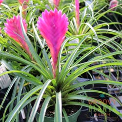 Tillandsia cyanea