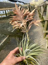 Tillandsia didisticha