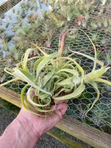 Tillandsia diguetii