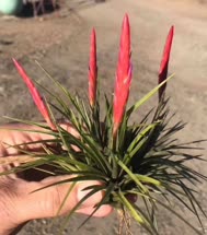 Tillandsia dura