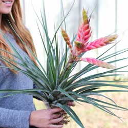 Tillandsia fasciculata