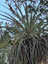 Tillandsia fasciculate