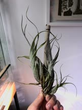 Tillandsia flexuosa