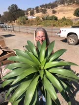 Tillandsia fraseri