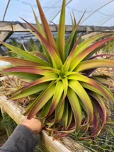 Tillandsia hondurensis