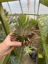 Tillandsia ionantha