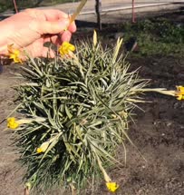 Tillandsia ixioides