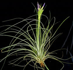 Tillandsia juncea