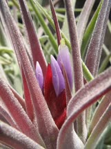 Tillandsia kammeii