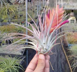 Tillandsia kegeliana