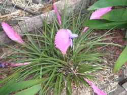 Tillandsia lindenii