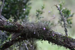 Tillandsia mallemontii