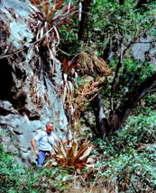 Tillandsia marnier-lapostollei