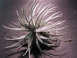 Tillandsia mauryana