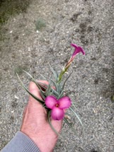 Tillandsia mystic_trumpet