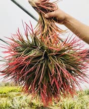 Tillandsia nidus