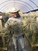 Tillandsia pseudo-floribunda