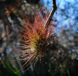 Tillandsia setacea