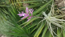 Tillandsia straminea