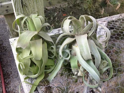 streptophylla