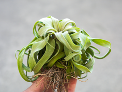 00-0-Copr_2021-Air_Plant_Greenhouset.png