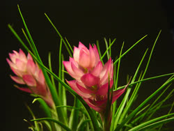 Tillandsia stricta