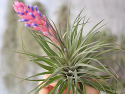 00-0-Copr_2021-Air_Plant_Greenhouset.png