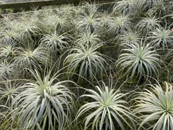 Tillandsia tectorum