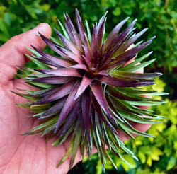 Tillandsia tenuifolia