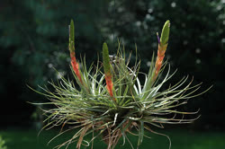 Tillandsia tricolor