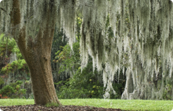 Tillandsia usneoides