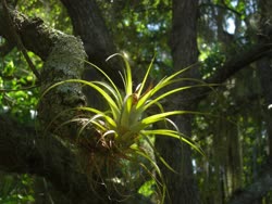 Tillandsia utriculata