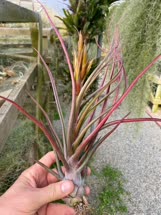 Tillandsia x