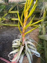 Tillandsia xerographica