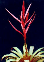 Vriesea Towering_Flame