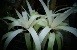 Vriesea White_Cloud